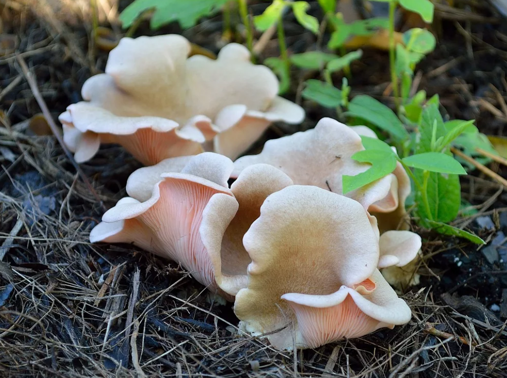 Краснокнижные грибы фото с названиями. Вёшенка сёмгово-соломенная (Pleurotus djamor). Вешенка (плевротус) семгово-соломенная Pleurotus djamor. Вешенка Фламинго. Вешенка гриб Фламинго.