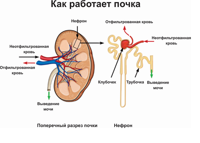 Почки на схеме