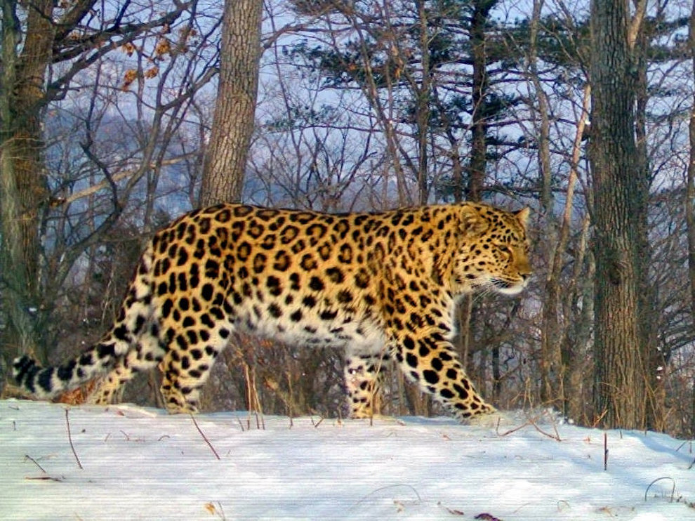 https://huntland.ru/wp-content/uploads/2018/12/dalnevostochniy_leopard5.jpg