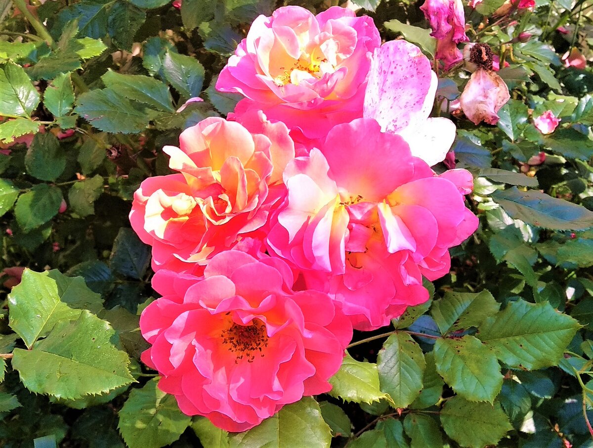  Роза Вестерленд очень красивая, с приятным ароматом, но ее цветки быстро облетают. К тому же сорт склонен поражаться черной пятнистостью. Фото автора.