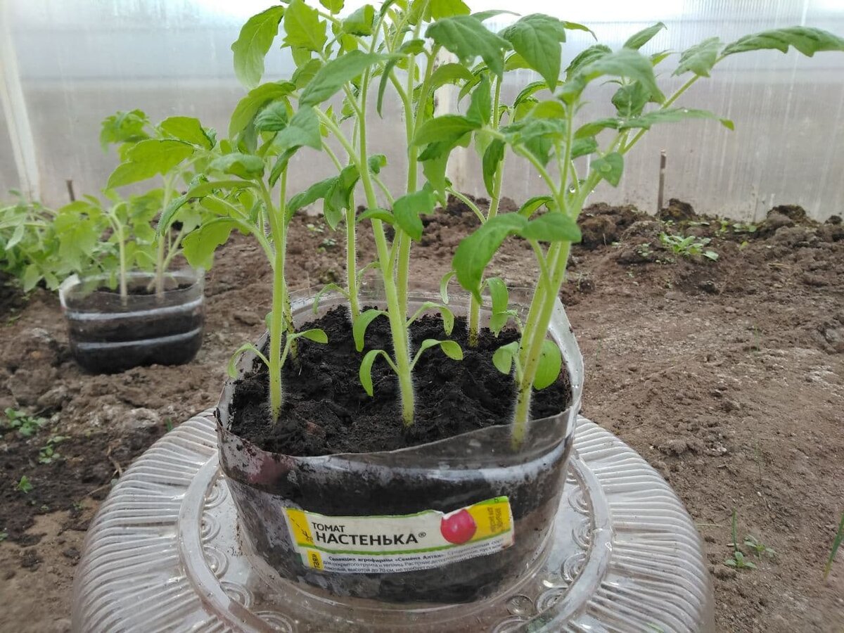 Вот в таких контейнерах я их занесла в теплицу, а потом рядами по сортам рассадила. Полистайте галерею.