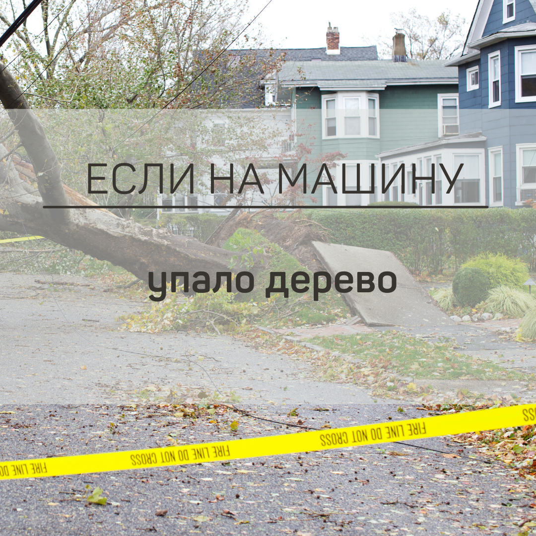 Ох уж эти тополя!!