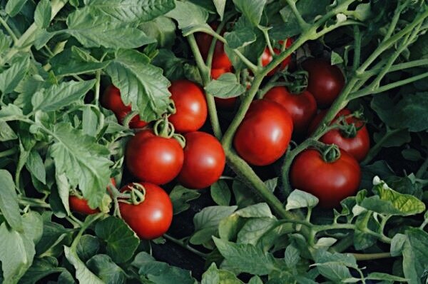 Полезные советы для удачного урожая помидоров в этом году