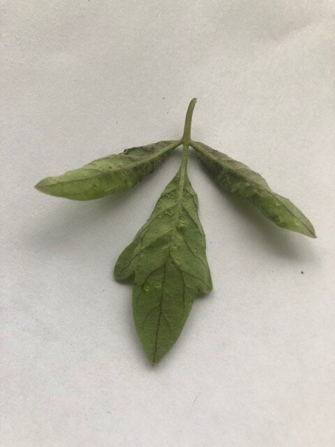 Видите точки?! Это трипсы вгрызались в прожилки...