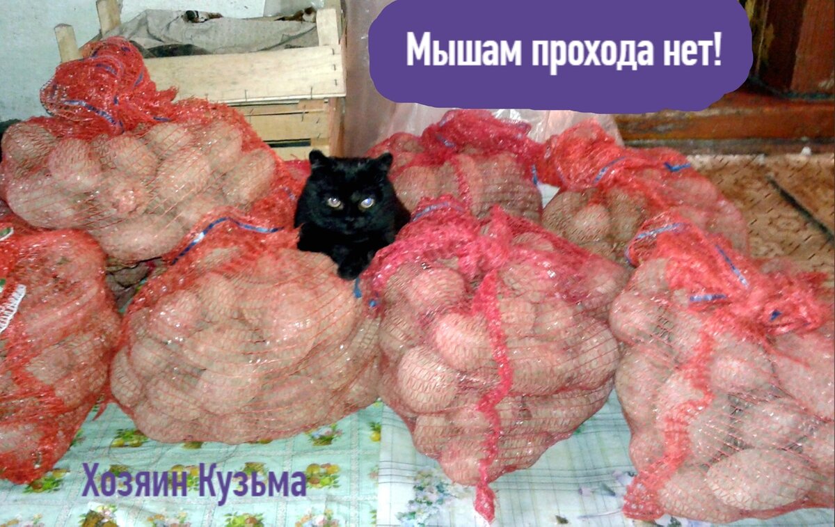 фото автора (урожай приготовлен к хранению)