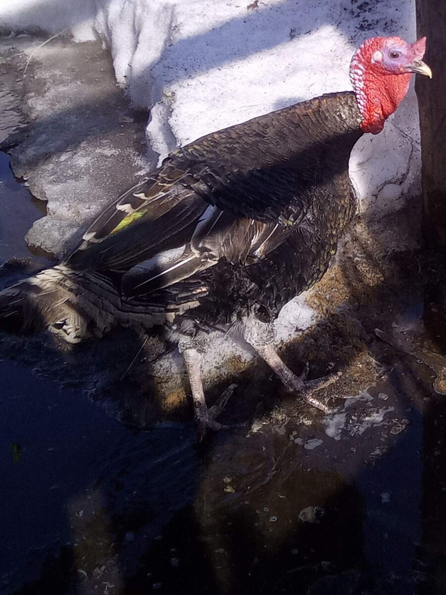 Наш единственный индюк Балыч. Забить жалко, пробуем продать на племя.