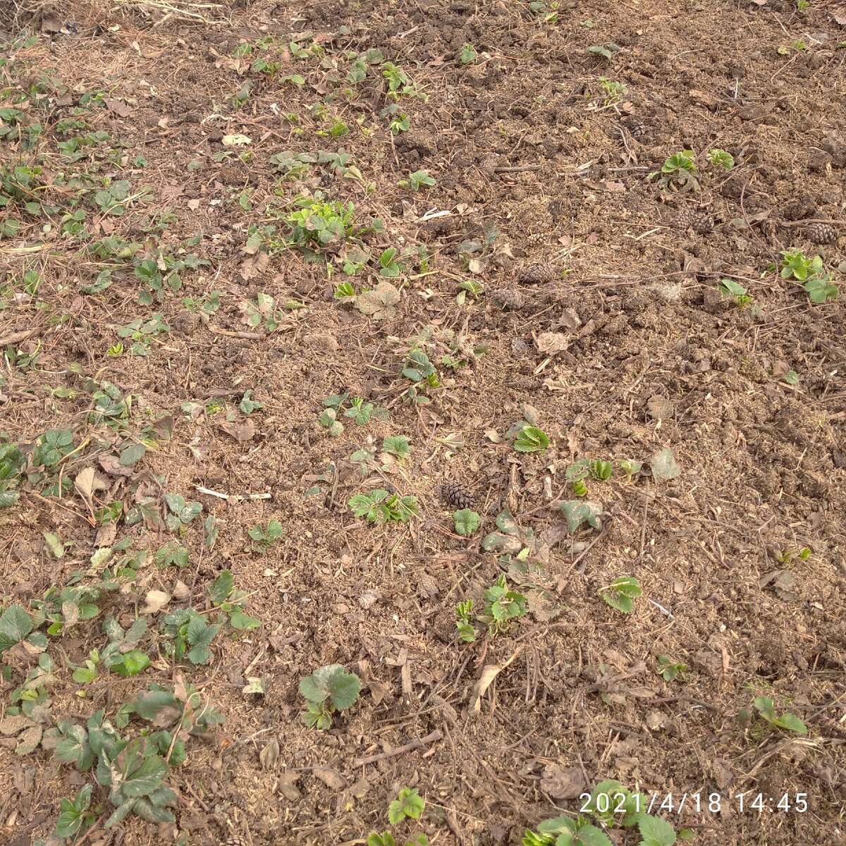 Грустное зрелище- эта клубника