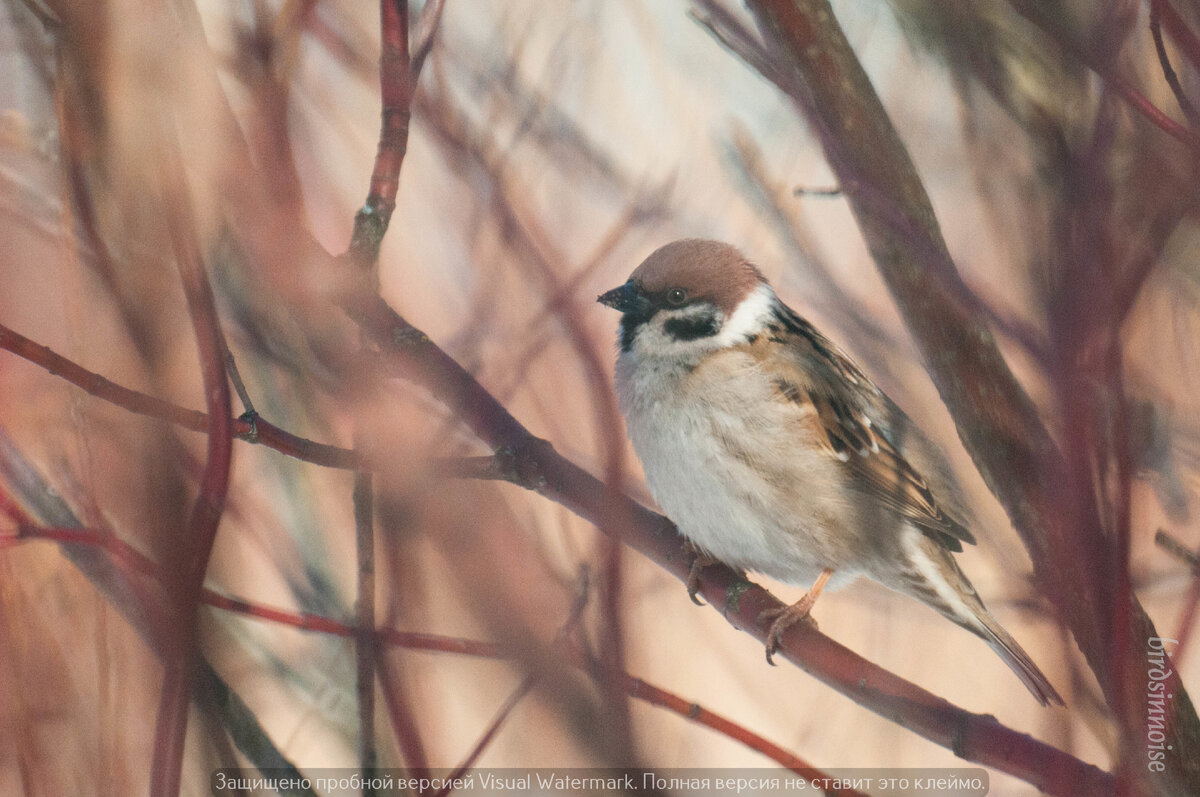 Полевого воробья легко отличить от домового по коричневой "шапочке" и чёрным пятнышкам на белых "щёчках" и воротнике