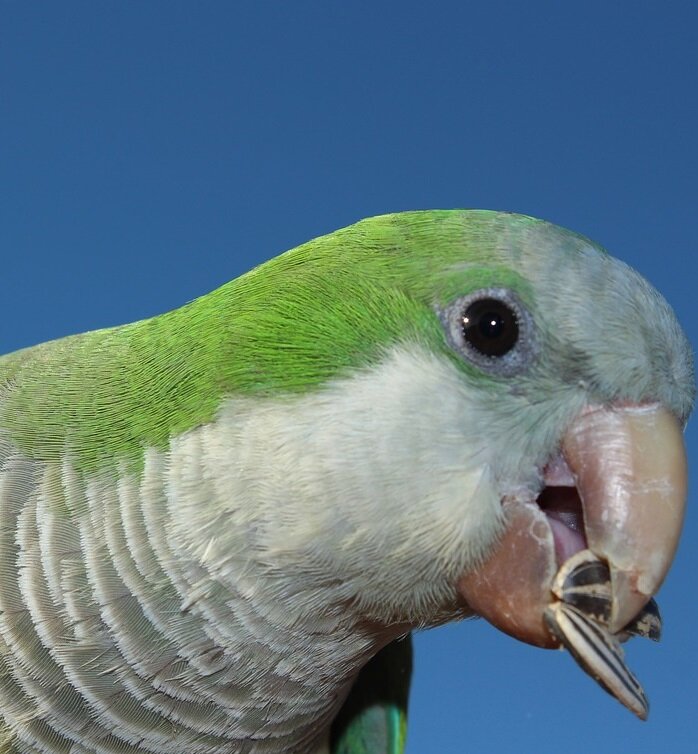 Птицы могут щелкать семечки без ограничений