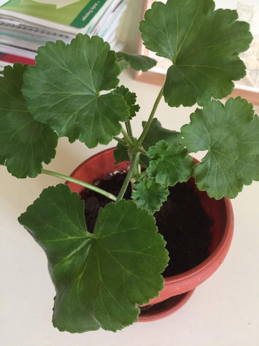 Такая вот веселая зелень и пышность