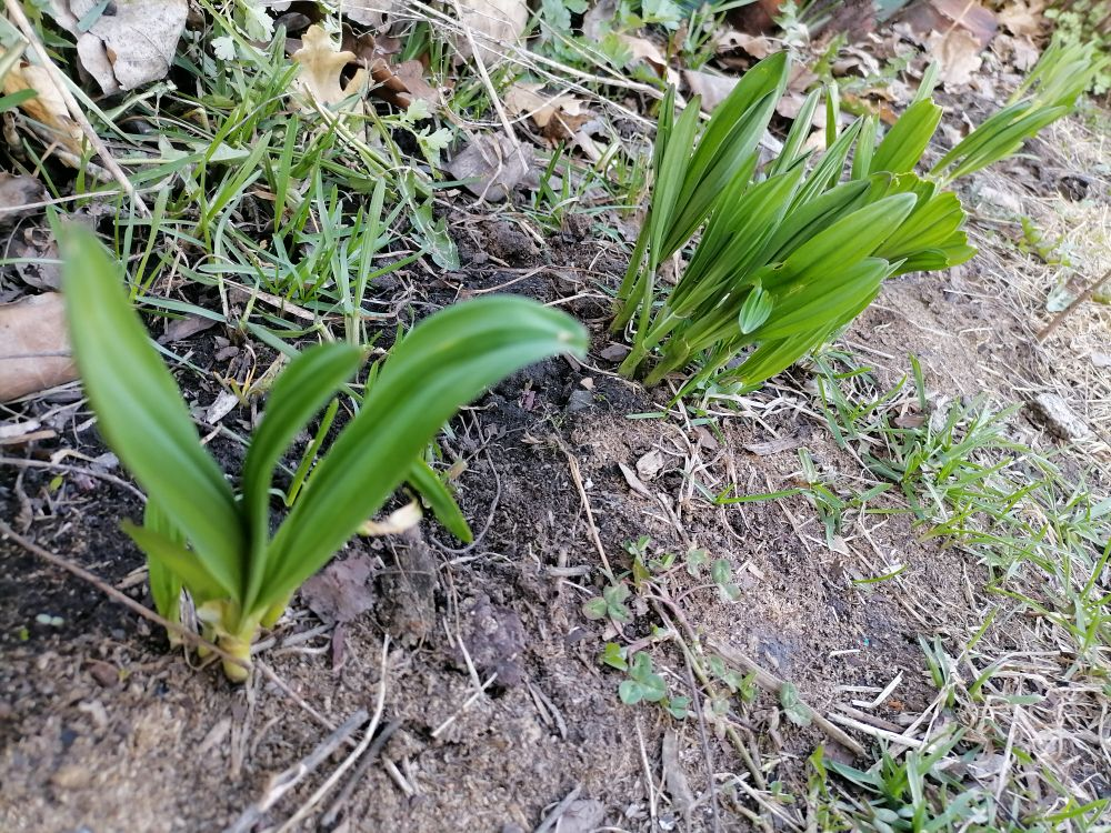 Моя черемша