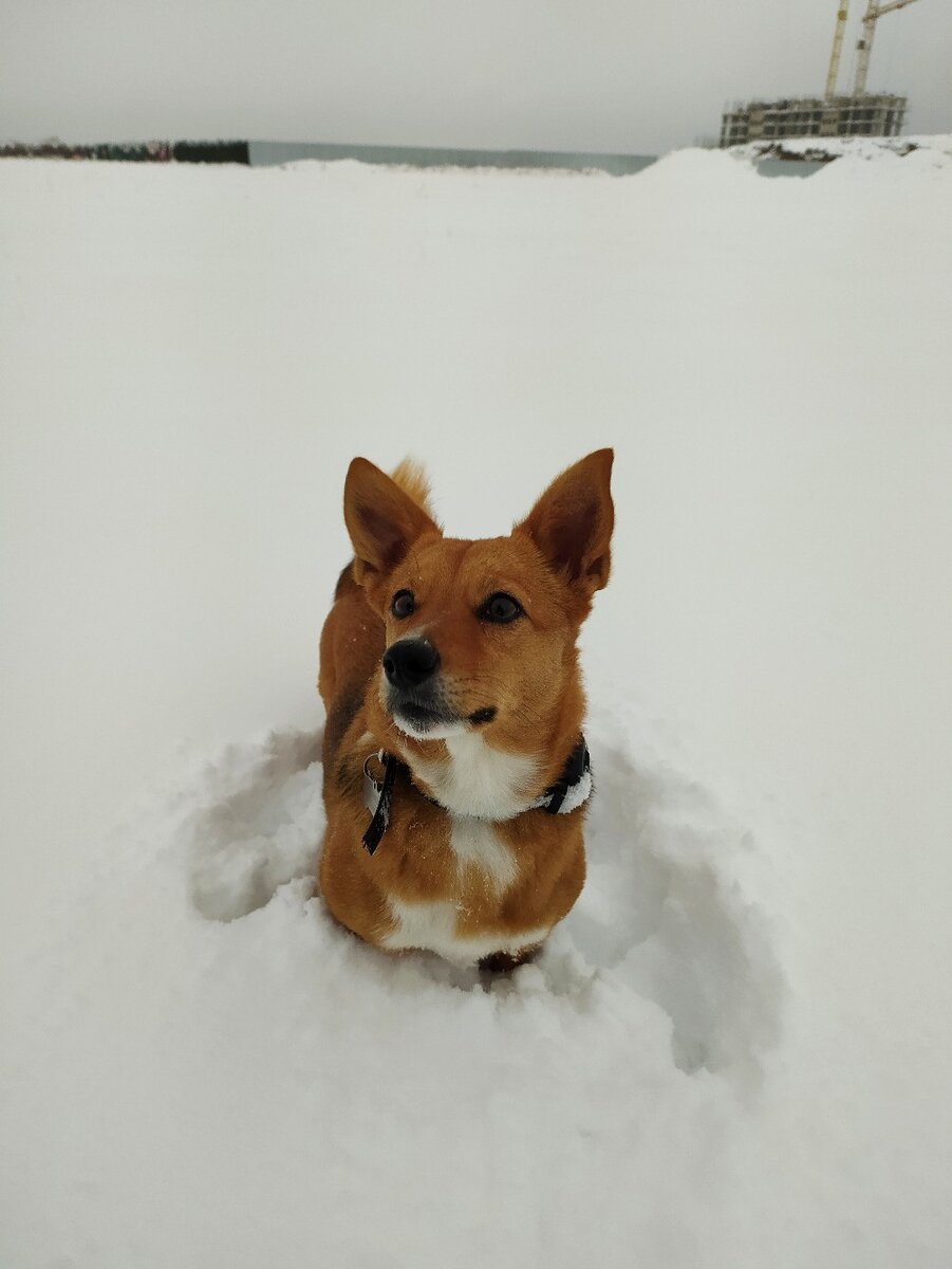 Булка на поле зимой