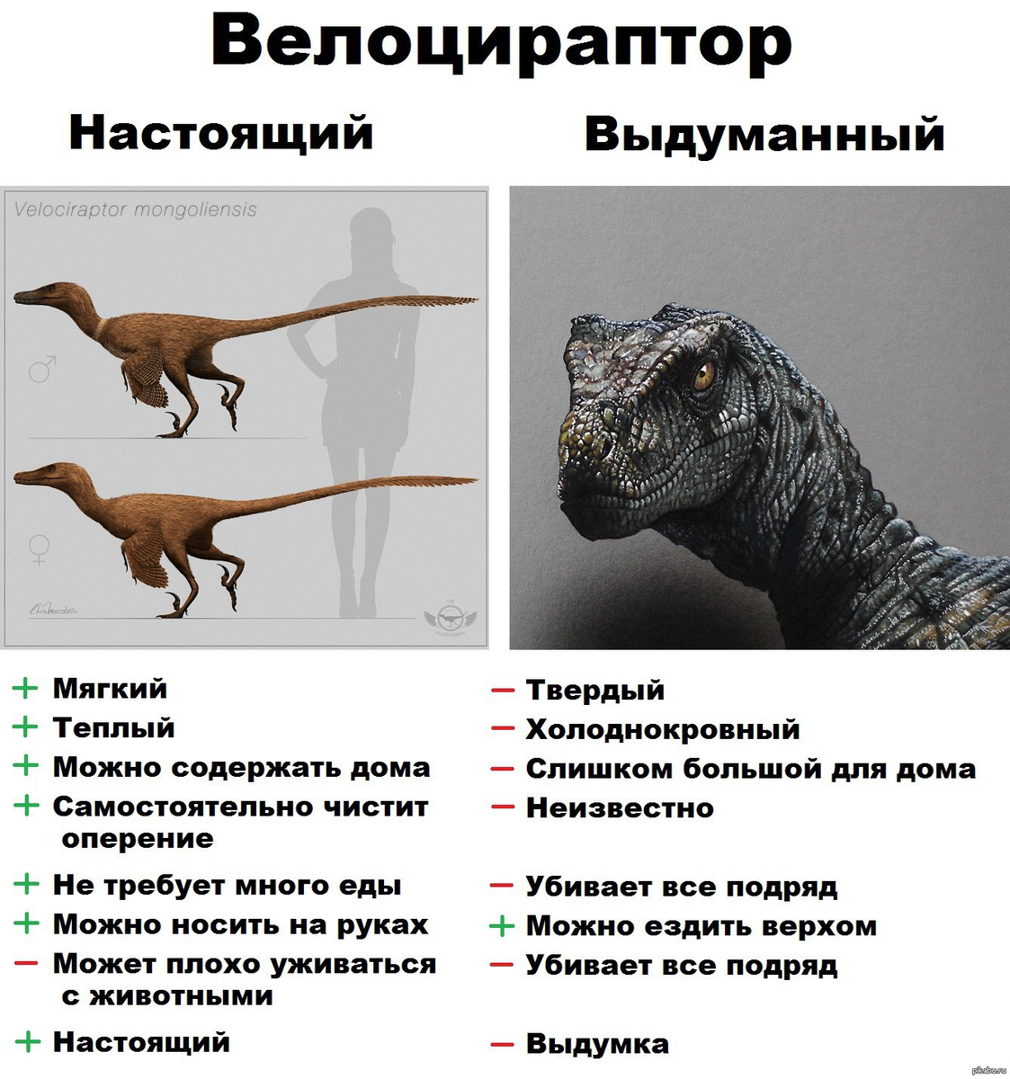 Pin by Joseph Salamea on Dinosaurios Prehistoric creatures, Animal groups, Dinos