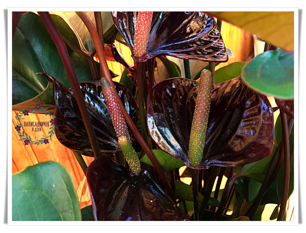 Обожаю оба. Листайте на следующее фото. Красный там. ⏩⏩