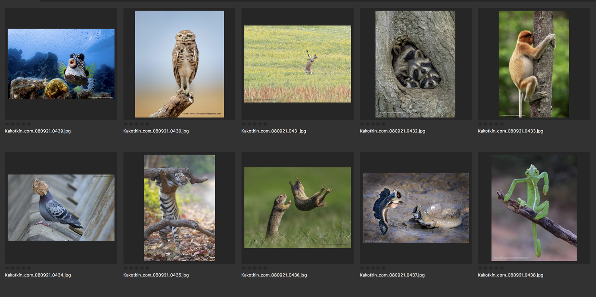 The Comedy Wildlife