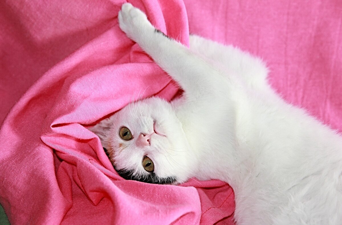 Кошка розовая глаза. Слишком милые котята. Pink Cat. Chilling Cat.