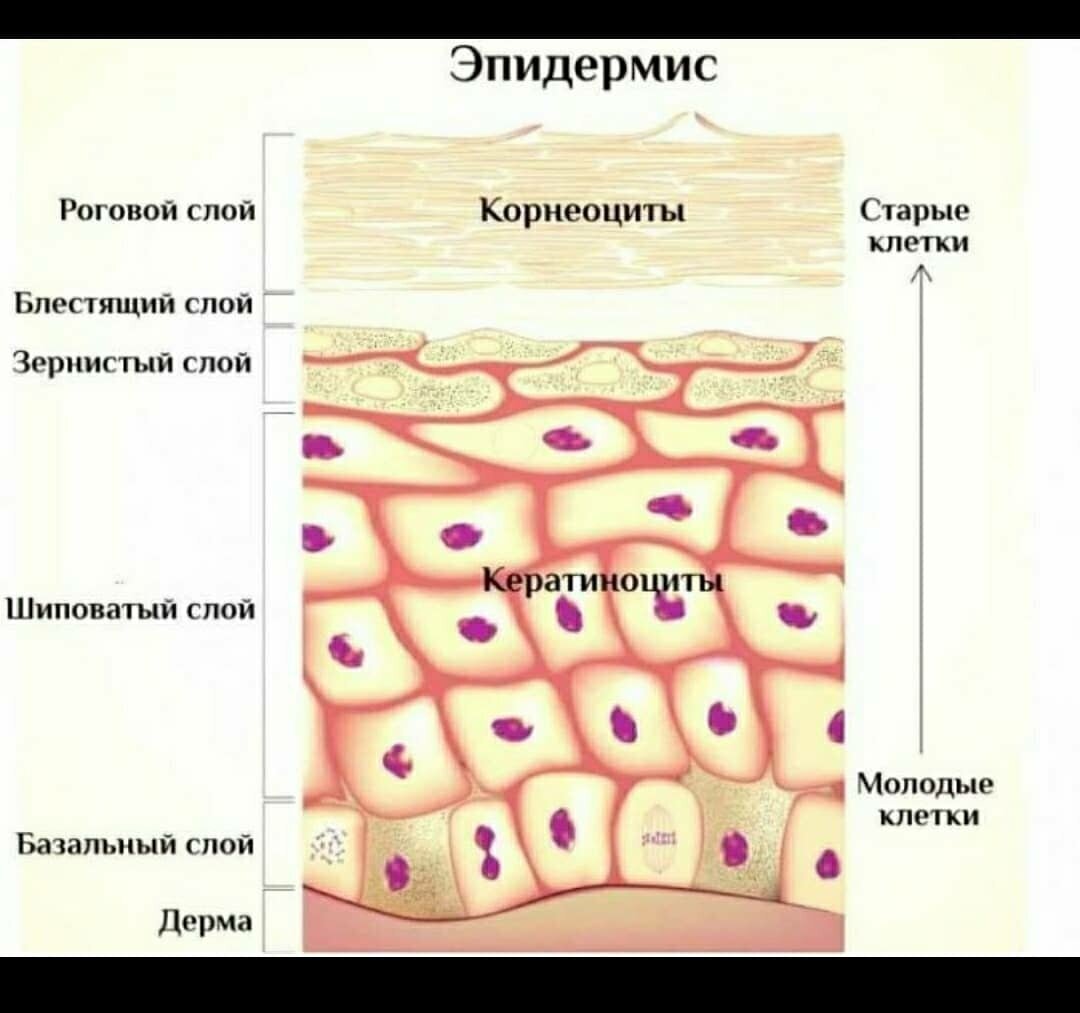 Строение эпидермиса, защитного барьера кожи.