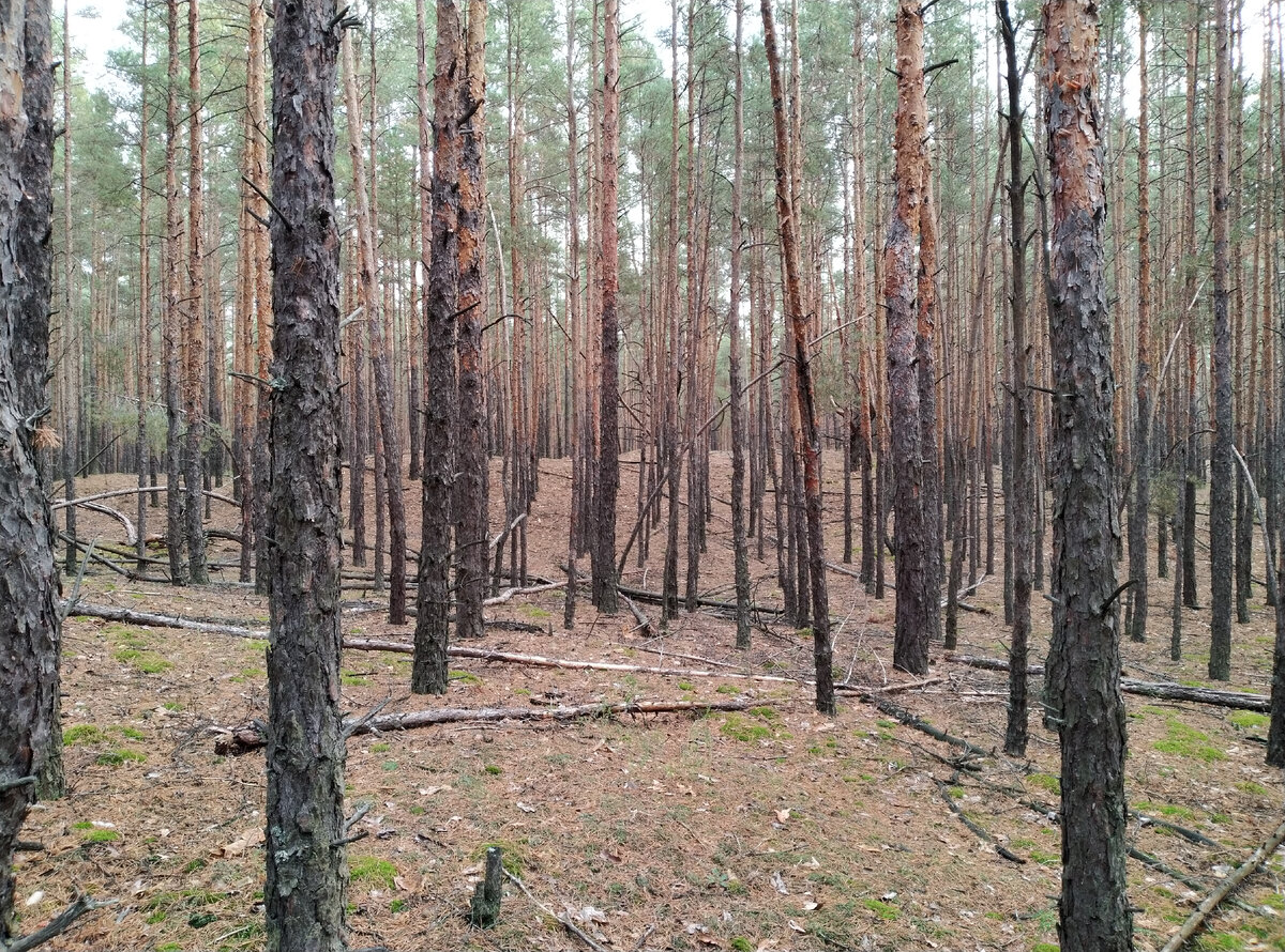 Почти стиральная доска, вверх-вниз. Но красиво!