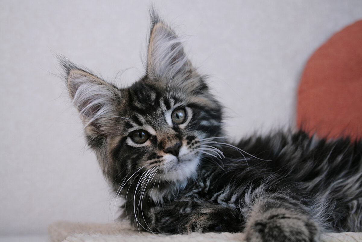 Xavier King Size - наш котик скоро покинет питомник и поедет в новый дом