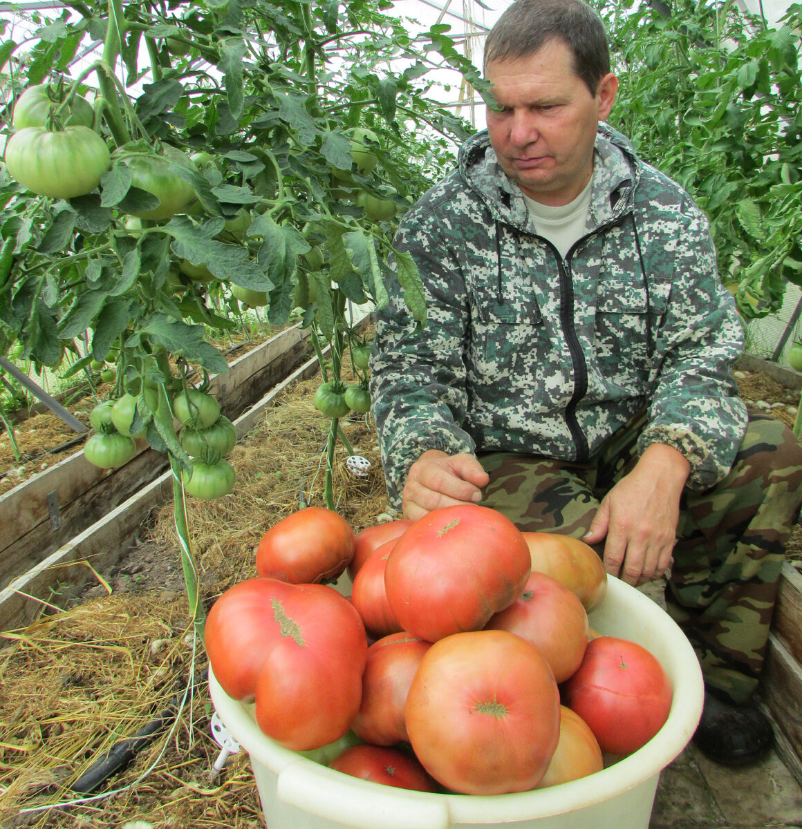 Валерий Медведев томаты