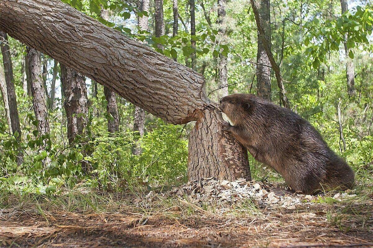 Лесной бобер