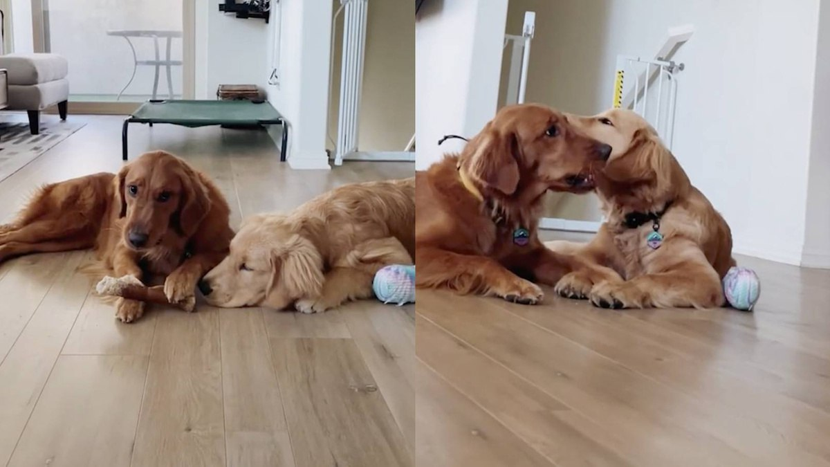 Кадры из видео © TikTok / gamjamypotato 