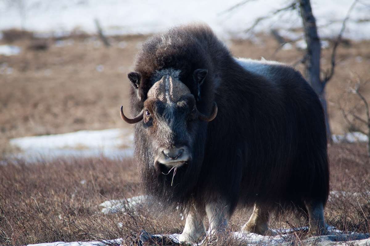 Овцебык в нерешительности. Дмитрий Архипов.