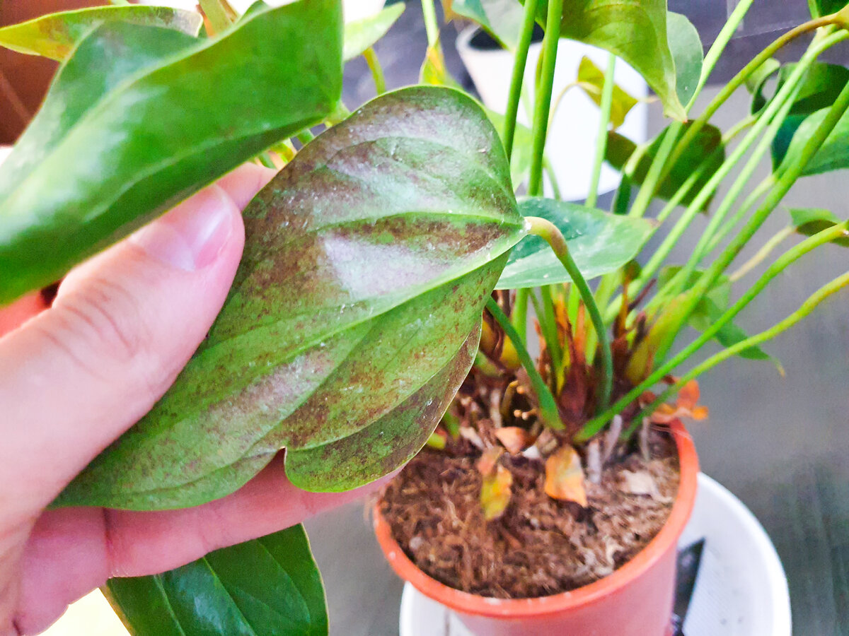 Практически все листья с обратной стороны потемнели