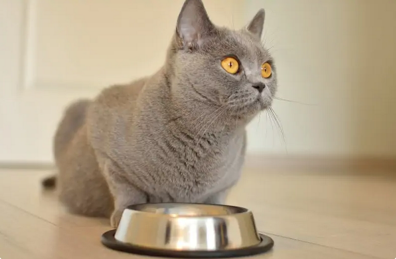 10 рецептов домашней кошачьей еды, которые понравятся каждой кошке |  КотоВедение | Дзен