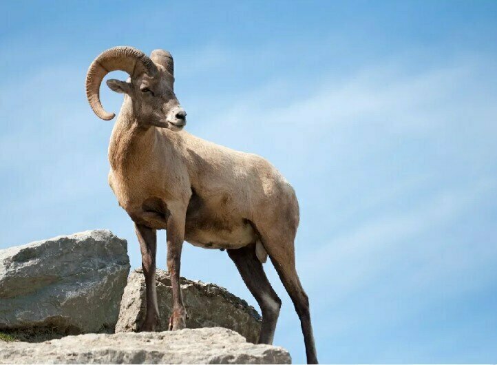 Добавьте описание