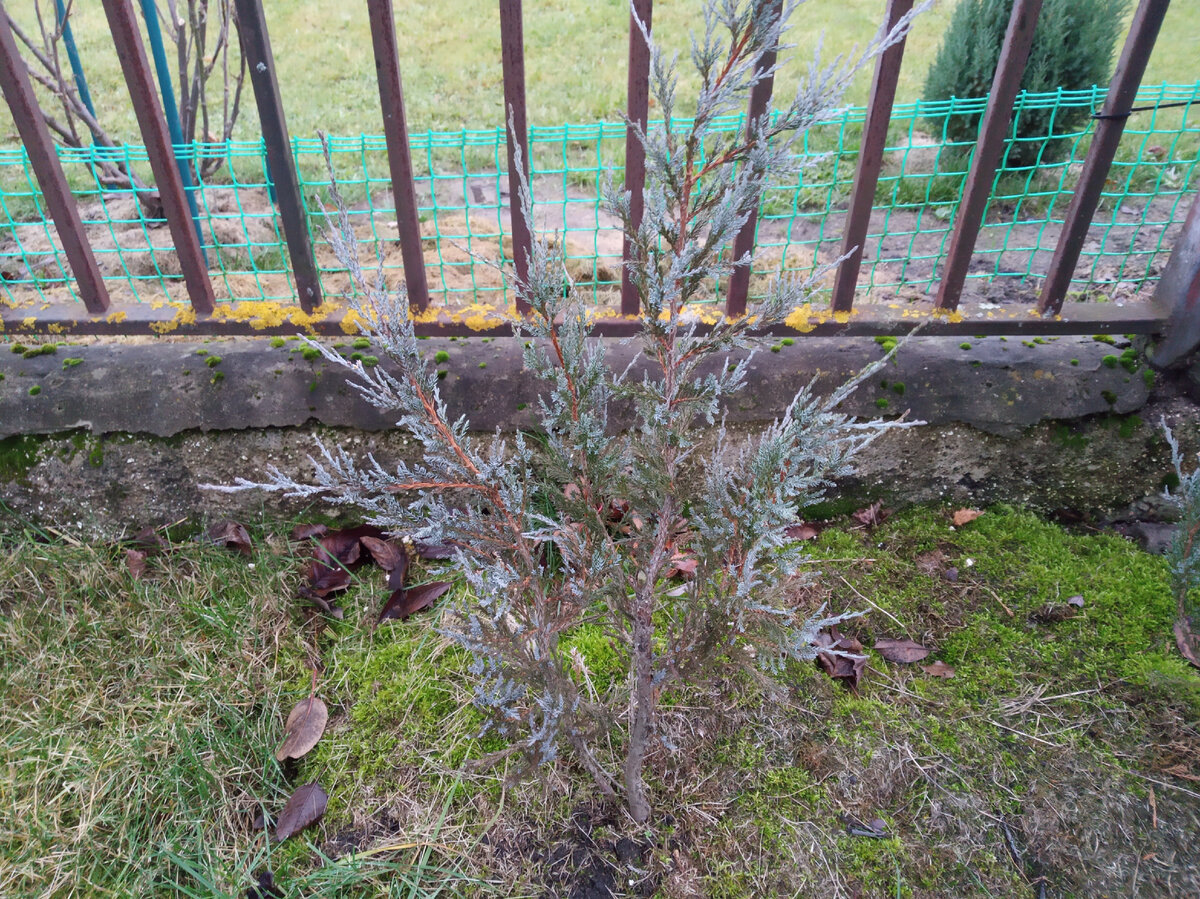 Многоствольный скальный можжевельник Blue Arrow фото ноябрь 2021