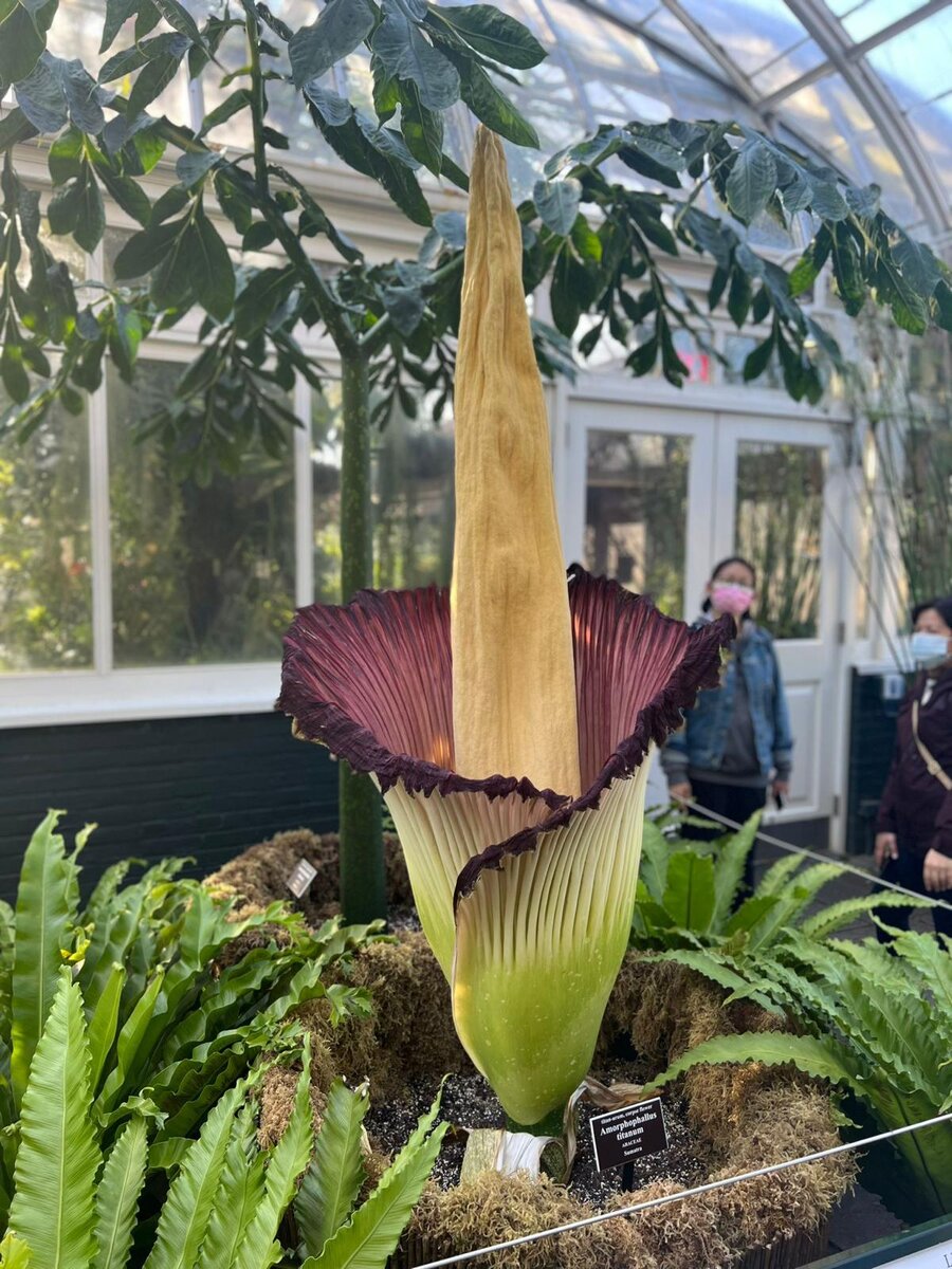 Аморфофаллус