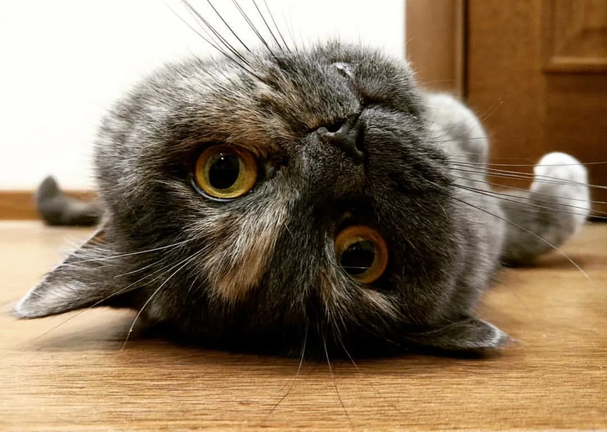 шимпанзе фото. задумайте животное. задумчивые животные. смешные обезьяны. долгопят.