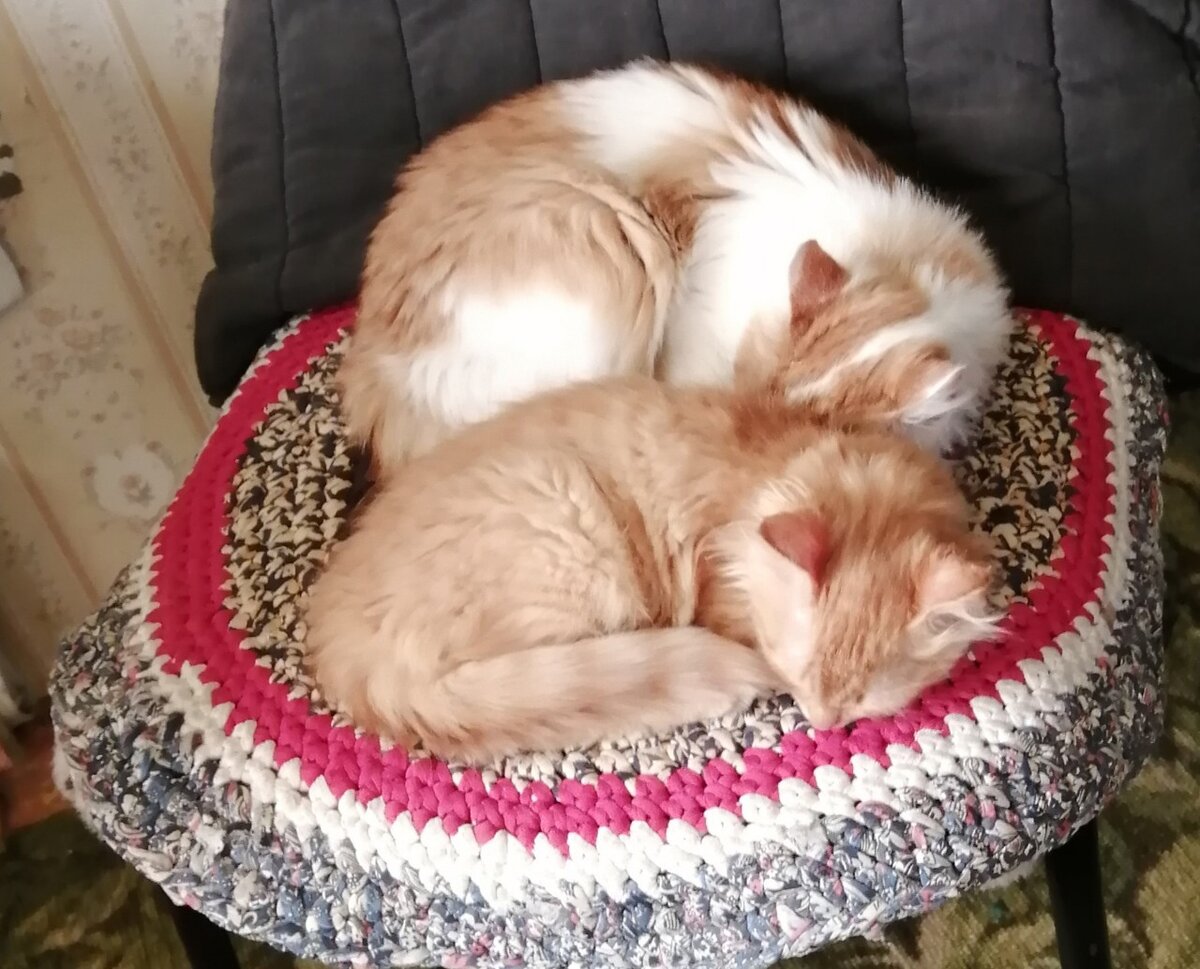 Мама Лапа с сыном Левой. Фото автора