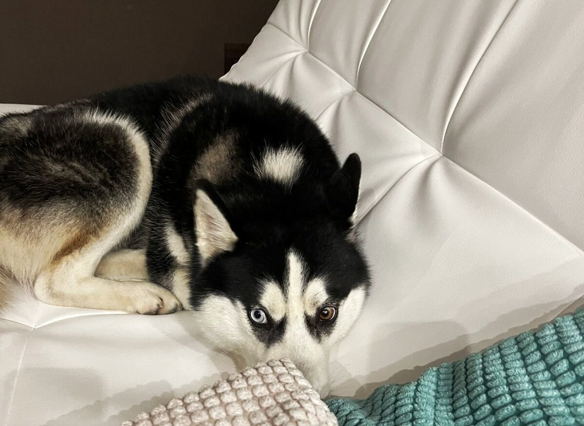 Спряталась🤣