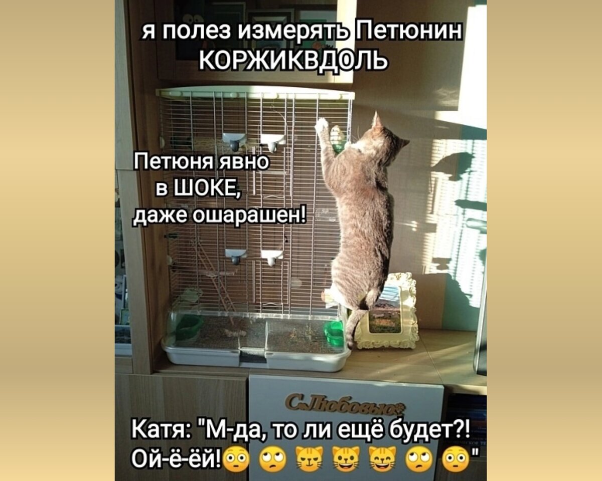 КОРЖИКВДОЛЬ! Новая мера длины, или почти научная статья😹 | Центр помощи  кошкам «Муркоша» | Дзен