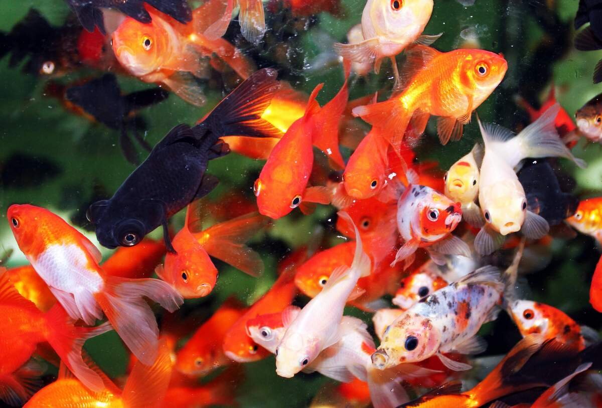 Домашние рыбки в аквариуме названия и фото