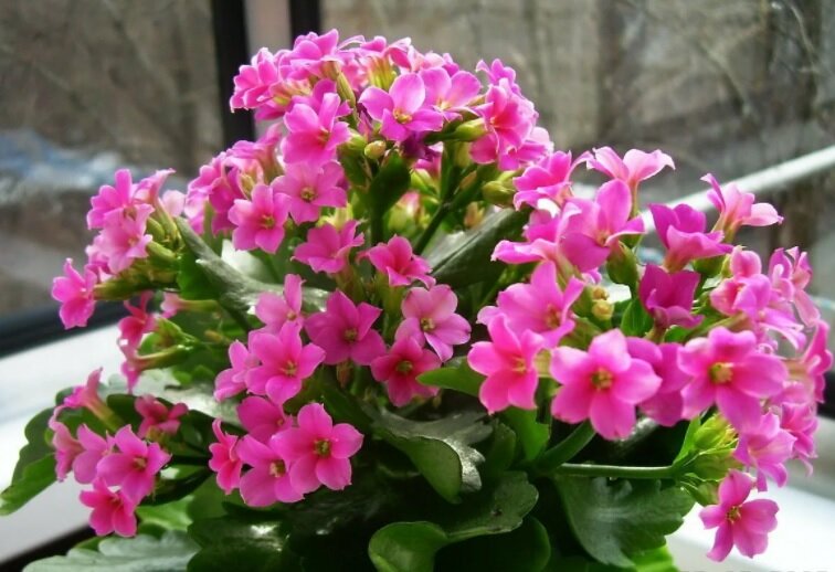 Цветущий каланхоэ