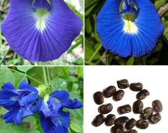 Clitoria TERNATEA WHITE или Клитория Тройчатая Белая (семена)