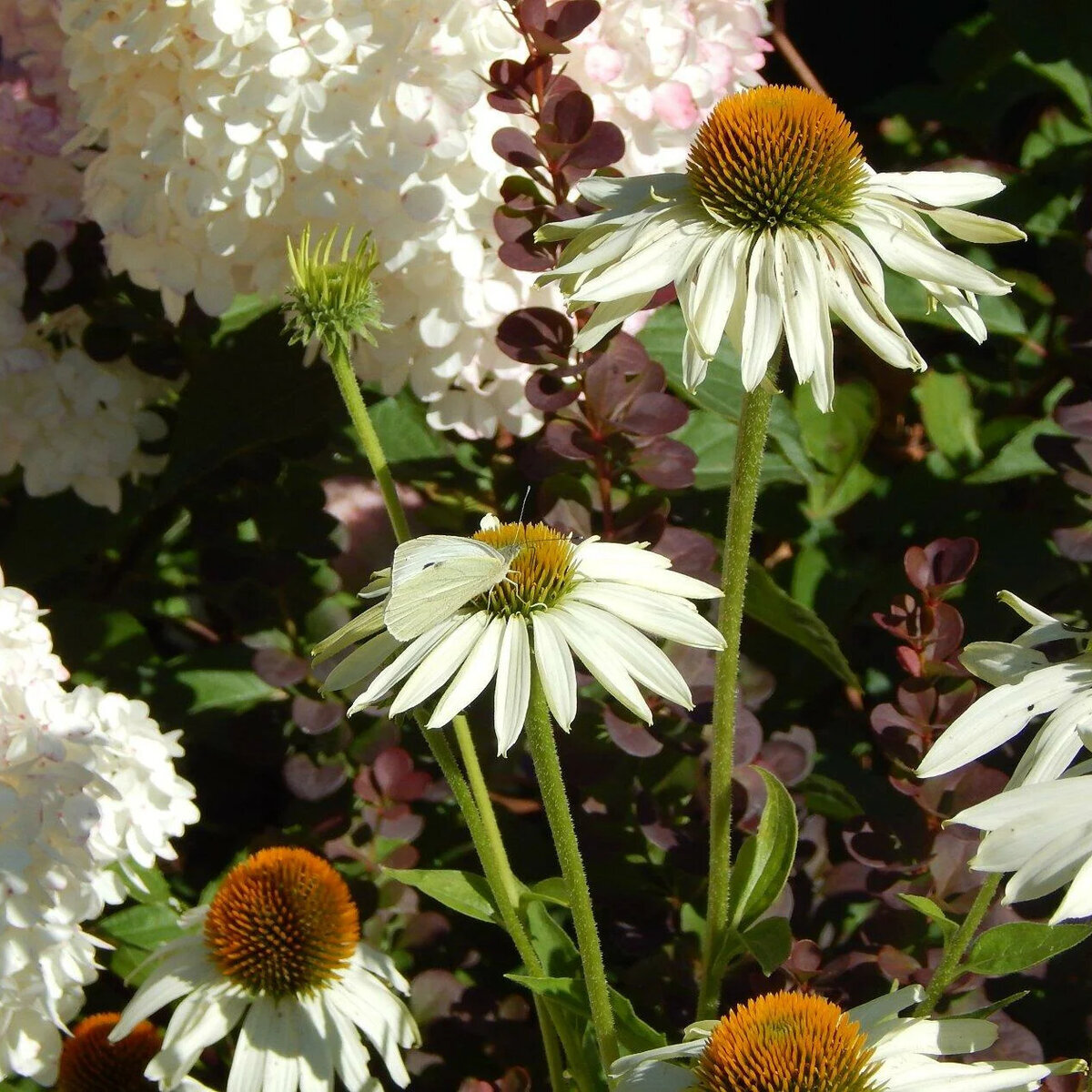 Rudbeckia Aster Echinacea