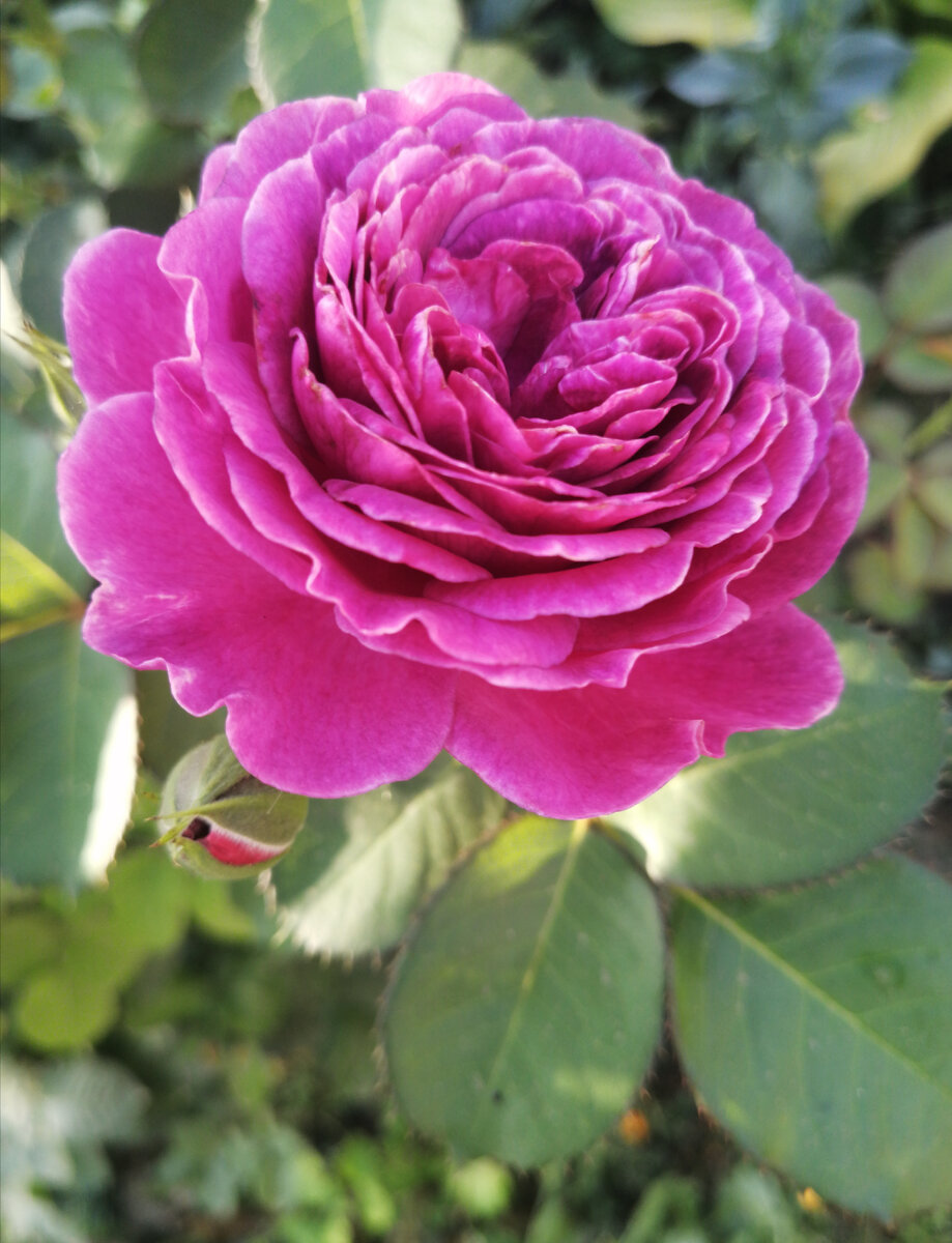 Роза Минерва Minerva. Фото автора. 