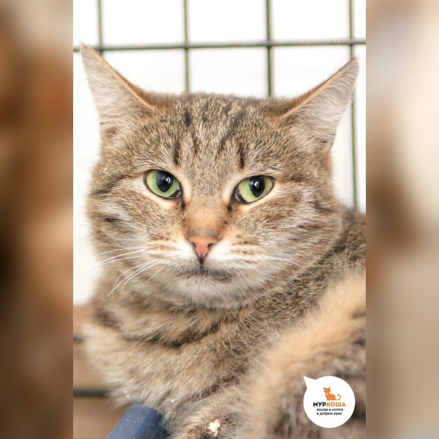 Лапочка Умба.