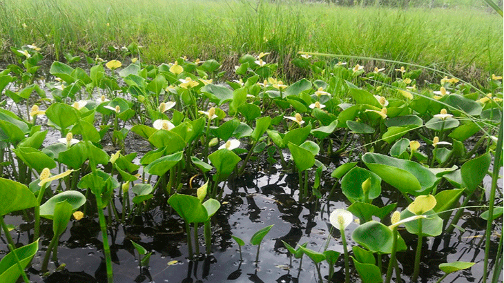 Болотная калла (белокрыльник)
