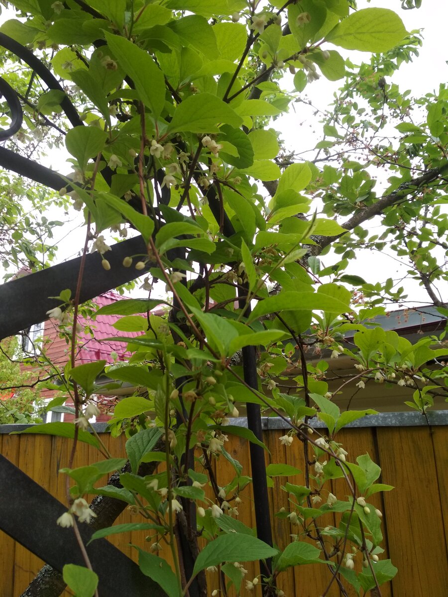 Лимонник "справился" с мощной опорой и перекинулся на соседнюю сливу.