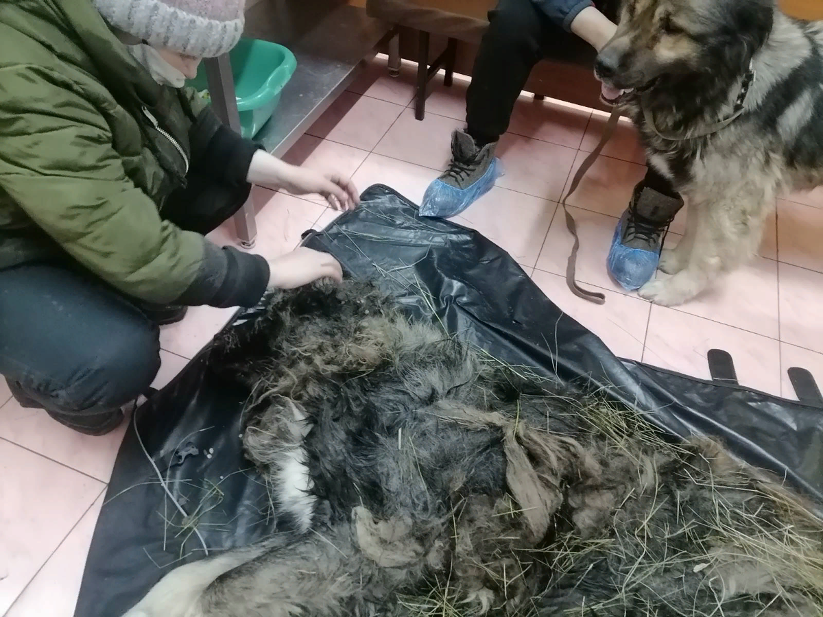 Если бы не знали, что это собака, подумали бы, что это земля, на которой растет трава