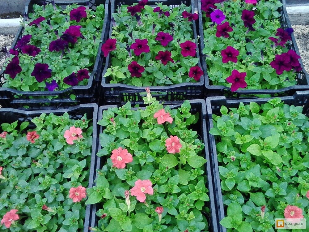 Петуния занимает почетное место на приусадебных участках, благодаря привлекательному внешнему виду, длительному цветению, огромному выбору сортов. Некоторые предпочитают покупать готовую рассаду, а кто-то выращивает самостоятельно
