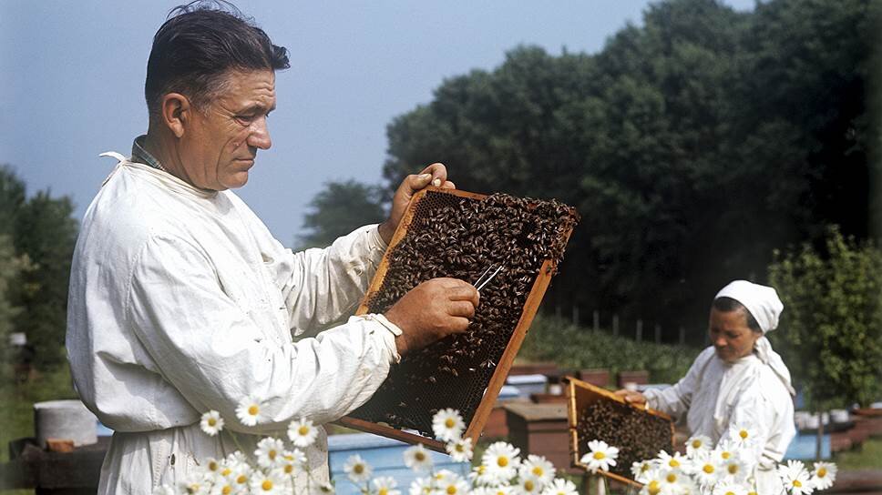 Колхозная пасека