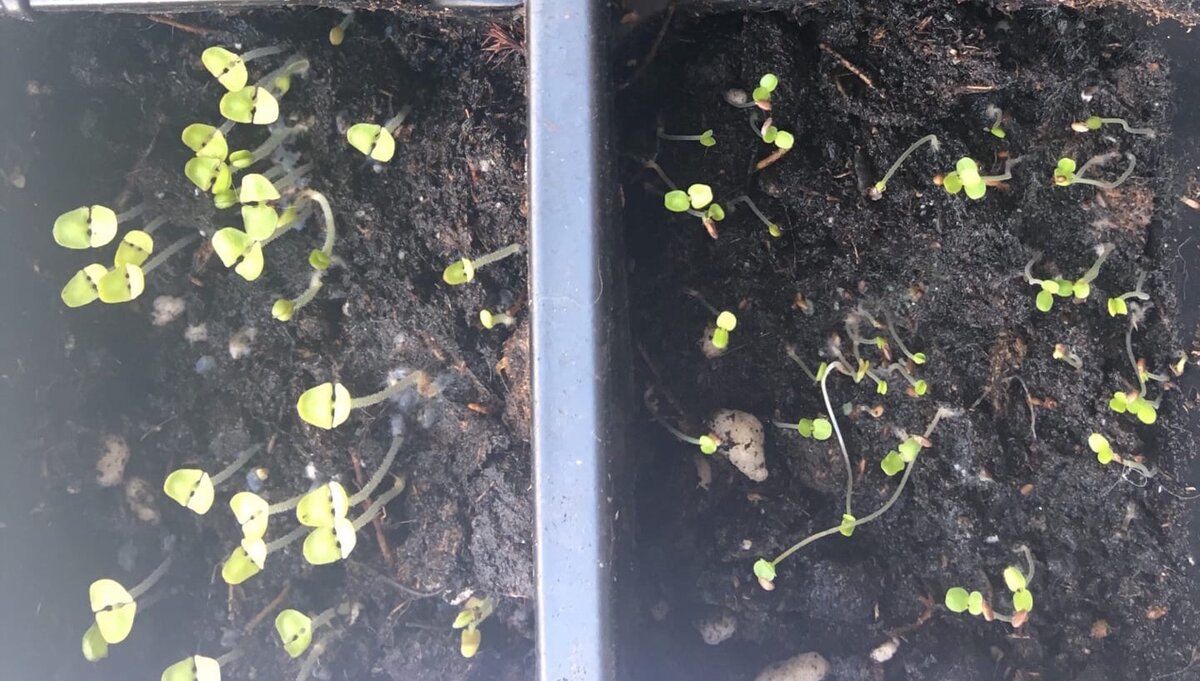 Эти ребята недавно вылезли наружу и похожи как Близнецы. Они слабенькие, хрупонькие и совершенно не понятно, кто из них кто. 