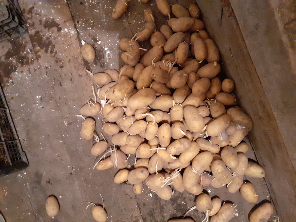 Паростки не очень.