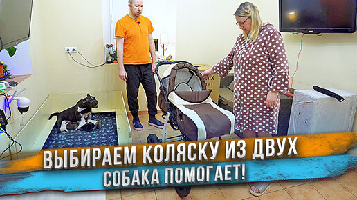 Беременная жена, муж и собака выбирают коляску! Китайская или польская? Tomix или Alis?